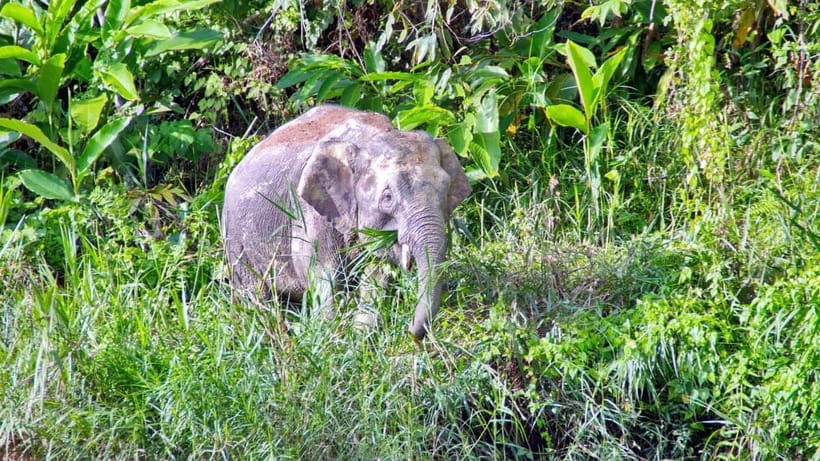 Sandakan: 2 Days 1 Night Bilit, Kinabatangan River Wildlife - What the river cruises are really like