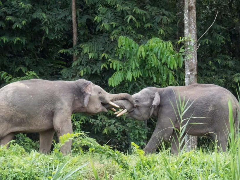 Sandakan: 3D2N The Wild Heart of Borneo River Secrets - Key points before you book