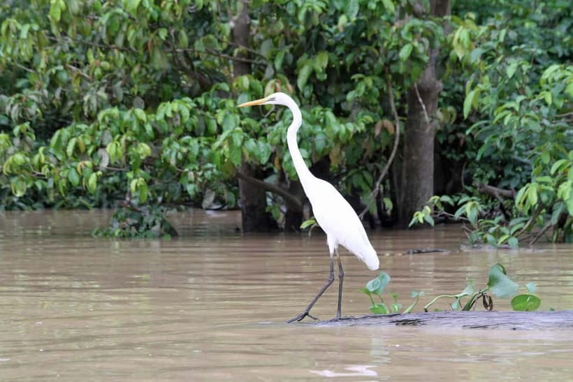 Sandakan: 3D2N The Wild Heart of Borneo River Secrets - Why four cruises matter on the Kinabatangan