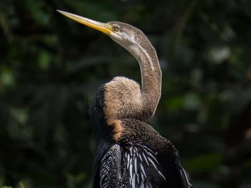 Sandakan: 3D2N The Wild Heart of Borneo River Secrets - The jungle walk under the canopy