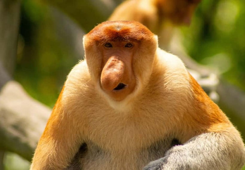 Sandakan: 3D2N The Wild Heart of Borneo River Secrets - The golden-hour cruise and night in the jungle