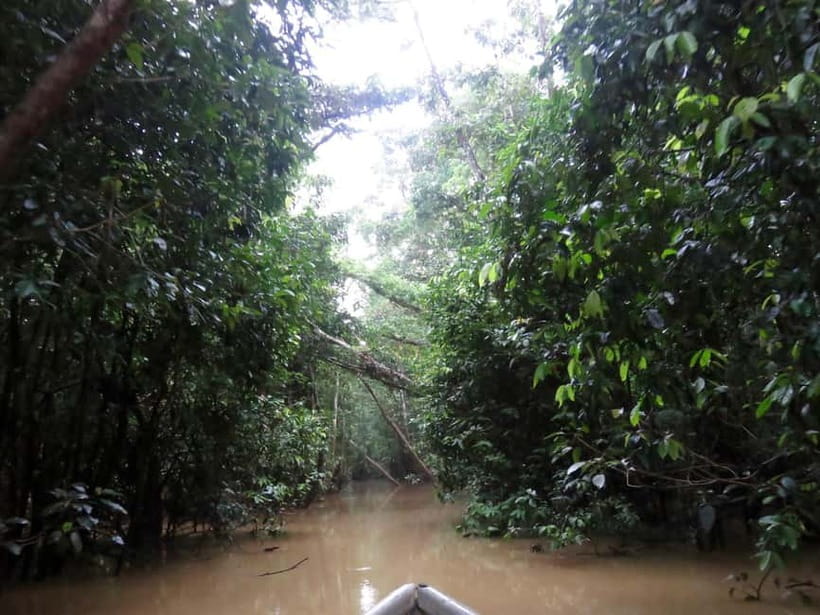 Sandakan: 3D2N The Wild Heart of Borneo River Secrets - The wildlife you might see