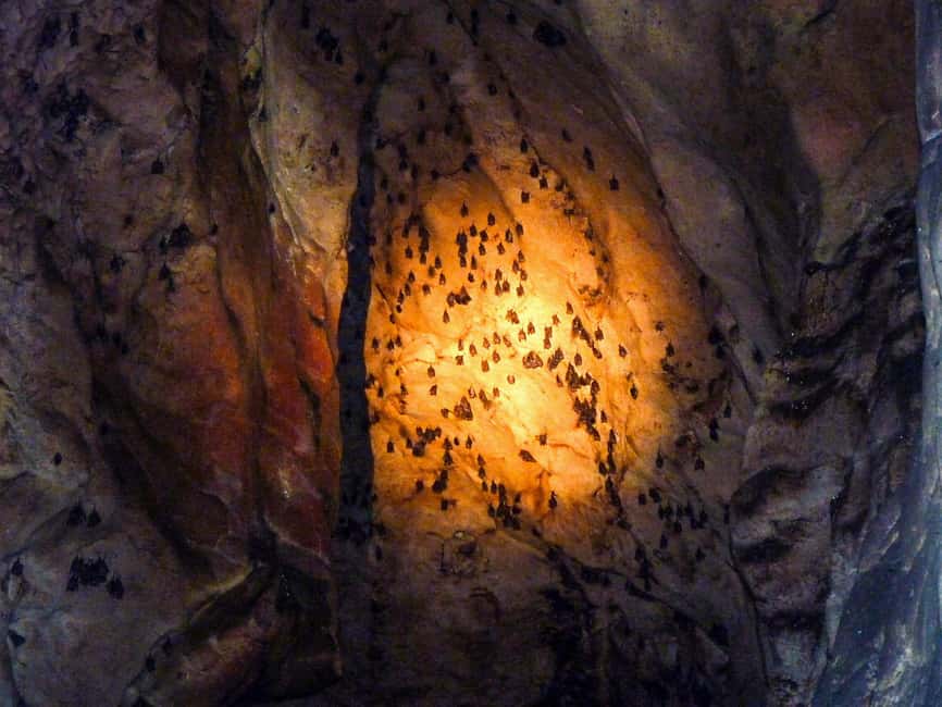 Sandakan: Gomantong Cave Echoes & Kinabatangan River Safari - The 4 pm Kinabatangan River safari