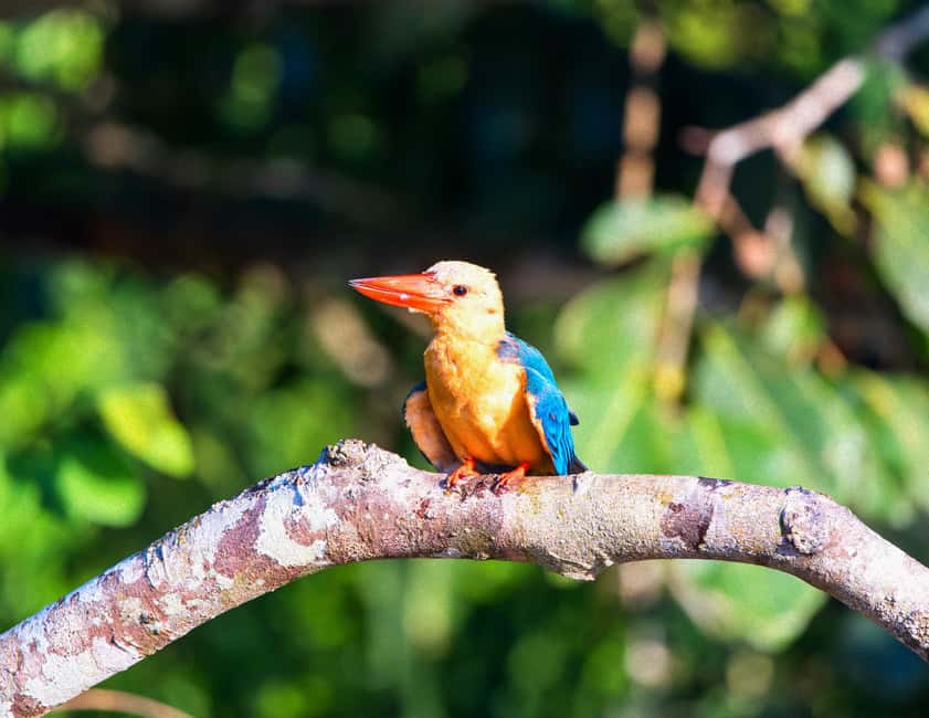 Sandakan: Gomantong Cave Echoes & Kinabatangan River Safari - What the $178 price really covers