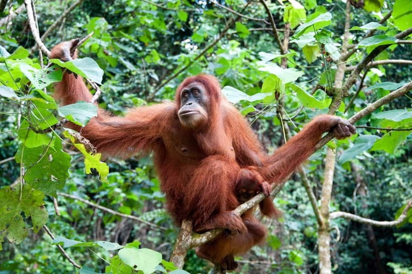 Sandakan: Kinabatangan River Wildlife Cruise with Lunch - What you can see from the river boat