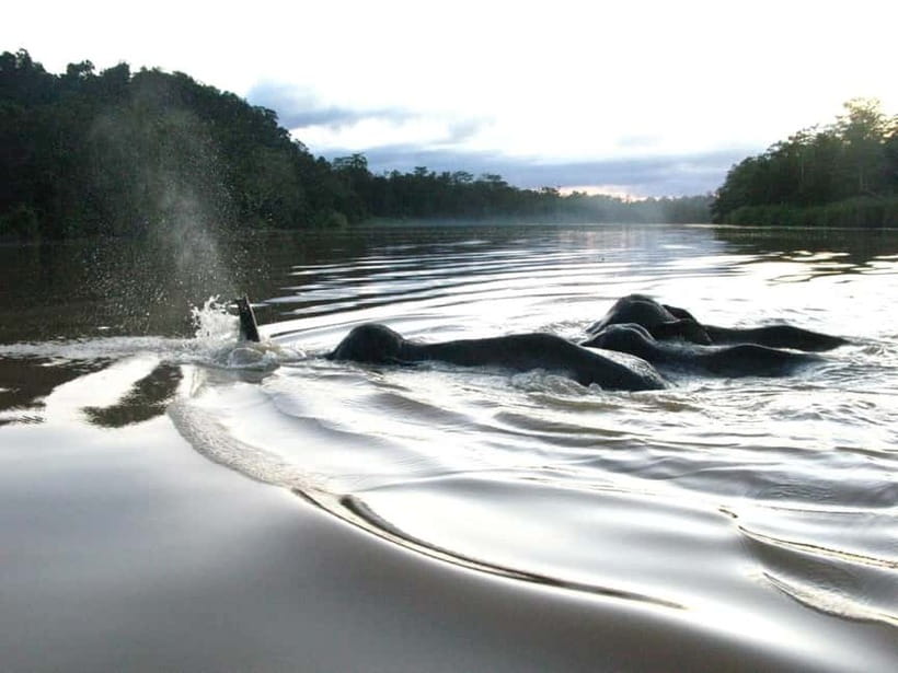 Sandakan: Sukau Rainforest Wildlife Journey & Dawn Cruises - What the $107 price really buys