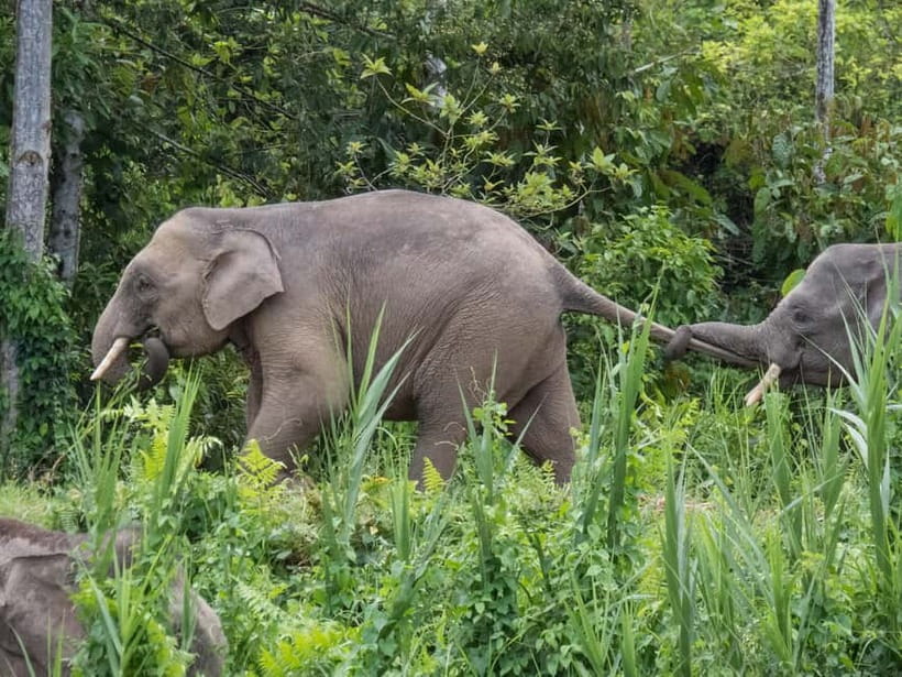 Sandakan: Sukau Rainforest Wildlife Journey & Dawn Cruises - Who should choose this journey