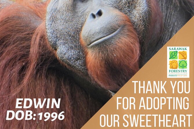 Semenggoh Orangutan Center & Sarawak Cultural Village - Two sides of Sarawak in one long day