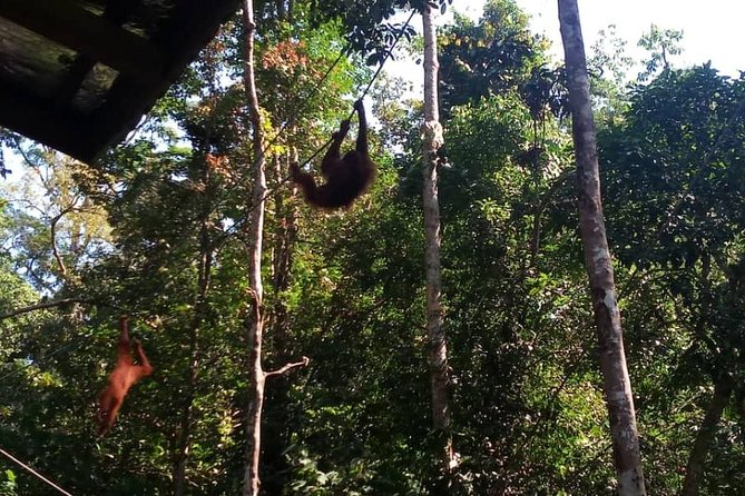 Semenggoh Orangutan Center & Sarawak Cultural Village - Sarawak Cultural Village and seven ethnic traditions