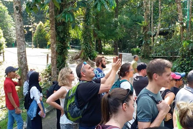 Semenggoh Orangutan Centre from Kuching - Why Semenggoh feels different from a zoo visit