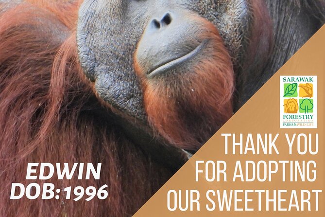 Semenggoh Orangutan Centre from Kuching - The 9:00 AM feeding session