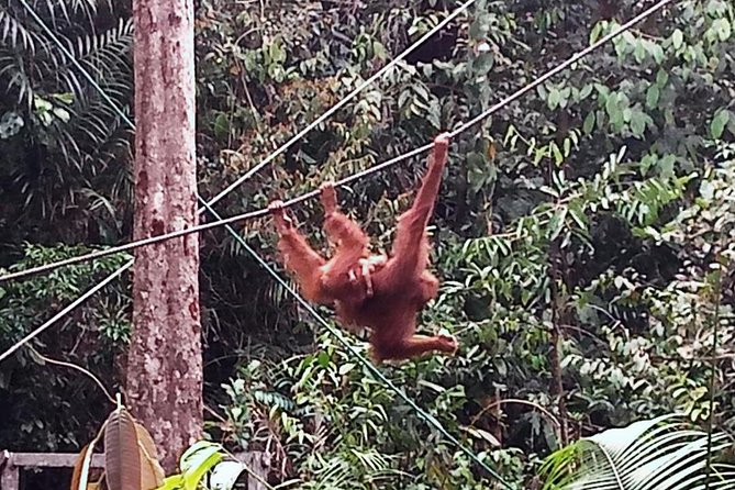 Semenggoh Orangutan Centre from Kuching - How the three hours are likely to feel