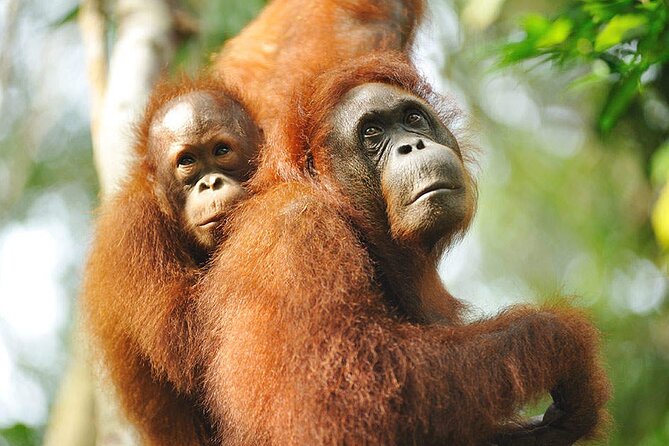 Semenggoh Wildlife Centre: Orangutan Discovery from Kuching - How the feeding visit works