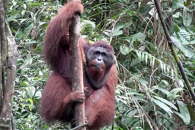 Semenggoh Wildlife Centre: Orangutan Discovery from Kuching - What the strongest experiences have in common