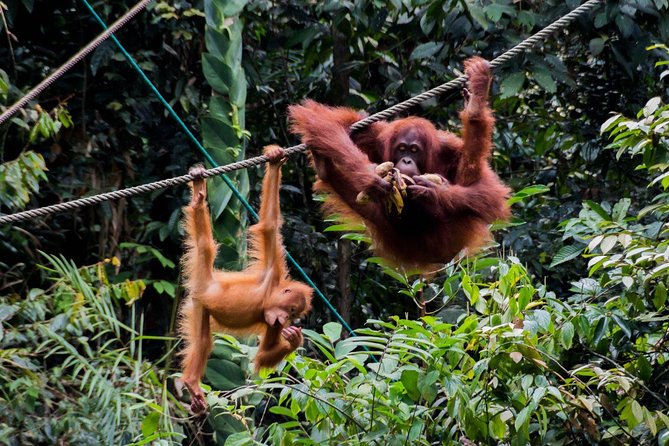 Semenggoh Wildlife Centre: Orangutan Discovery from Kuching - Drawbacks to weigh before you book
