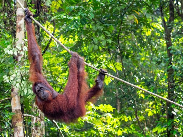 Semenggoh Wildlife Centre Tour: Discover Sarawak’s Orangutans - Key points to know before you go