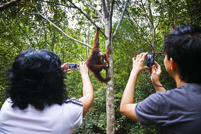 Semenggoh Wildlife Centre Tour: Discover Sarawak’s Orangutans - The ride from Kuching keeps the morning easy
