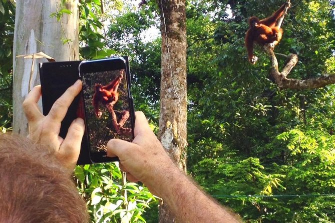 Semenggoh Wildlife Centre Tour: Discover Sarawak’s Orangutans - Feeding time offers your best chance of a sighting