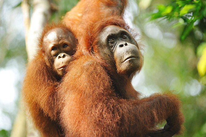 Semenggoh Wildlife Centre Tour: Discover Sarawak’s Orangutans - What the rehabilitation story adds to the visit
