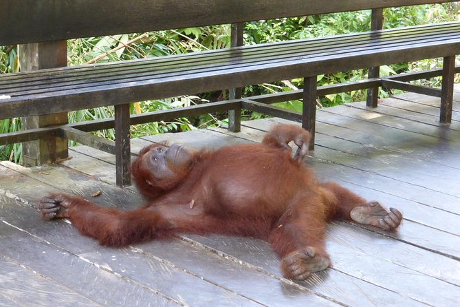 Semenggoh Wildlife Centre Tour: Discover Sarawak’s Orangutans - The guides are a major part of the value
