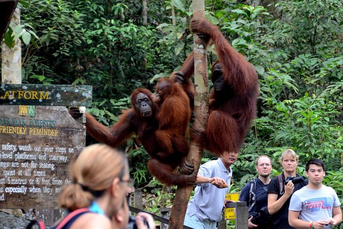 Semenggoh Wildlife Centre Tour: Discover Sarawak’s Orangutans - Is USD 70.10 a fair price?