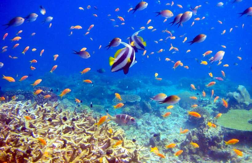 Semporna: Bohey 3 Islands Hike, Snorkel/Dive Tour with Lunch - Lunch under shade on a quiet island