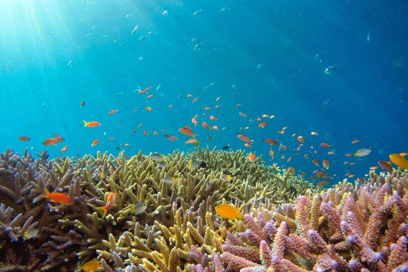 Semporna: Explore 3 Islands Tour Snorkel or Dive & Lunch - Mataking: beach time and another water session