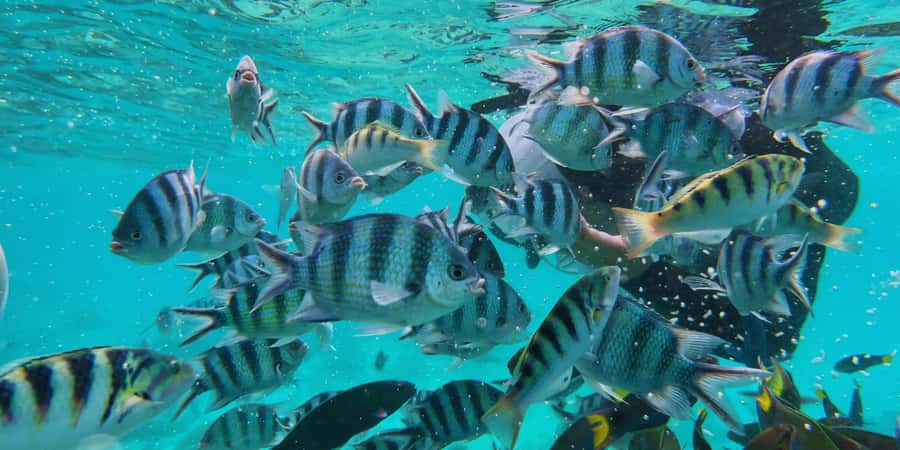 Semporna : Island Hopping Semporna Adventure - Should you book it?