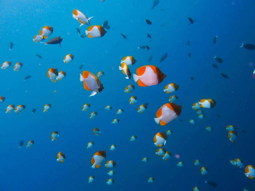 Semporna: Mabul and Kapalai Trip in Snorkel or Dive & Lunch - The short ride to Kapalai