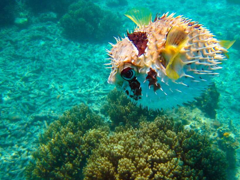 Semporna: Mabul and Kapalai Trip in Snorkel or Dive & Lunch - Who should book this Semporna day trip?