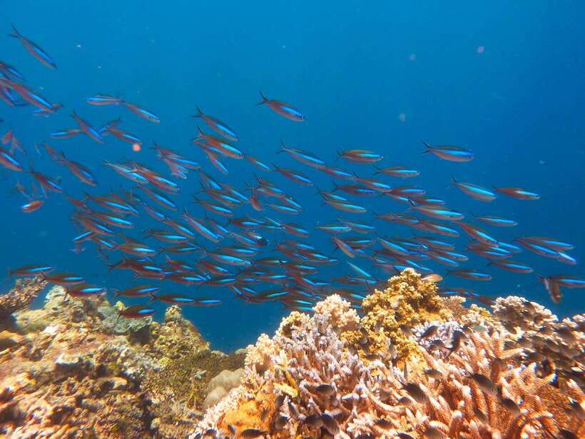 Semporna: Mabul and Kapalai Trip in Snorkel or Dive & Lunch - Practical advice for a smoother day
