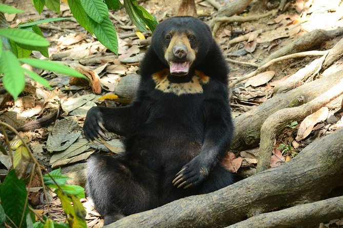 Sepilok Orang Utan & Bornean Sun Bear Centre with Sandakan City Tour with Lunch - Key points at a glance