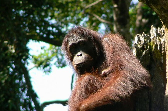 Sepilok Orang Utan & Bornean Sun Bear Centre with Sandakan City Tour with Lunch - Why this Sandakan day works well