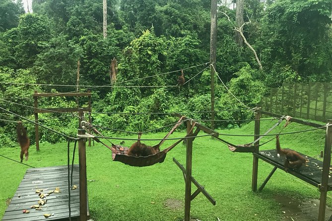 Sepilok Orang Utan & Bornean Sun Bear Centre with Sandakan City Tour with Lunch - Puu Jih Shih Temple above Sandakan Bay