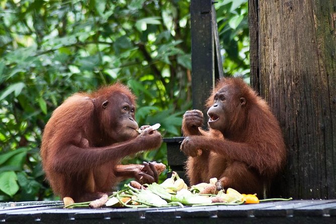 Sepilok Orang Utan, Sun Bear & Sandakan Nature City Tour + Lunch - Key points at a glance