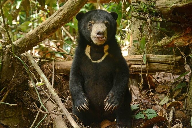 Sepilok Orang Utan, Sun Bear & Sandakan Nature City Tour + Lunch - Agnes Keith Museum and colonial Sabah