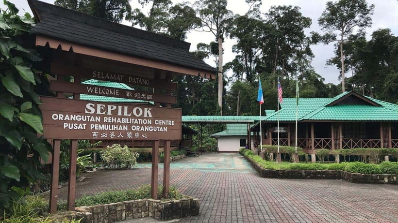 Sepilok Orangutan & Sun Bear Half-Day Tour | Sandakan - Why Sepilok makes such a strong first stop