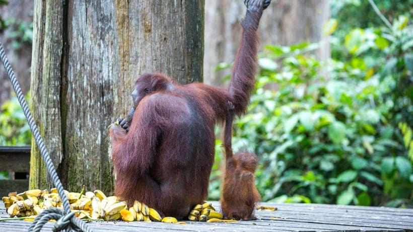 Sepilok Orangutan & Sun Bear Half-Day Tour | Sandakan - The Outdoor Nursery and Nature Education Centre