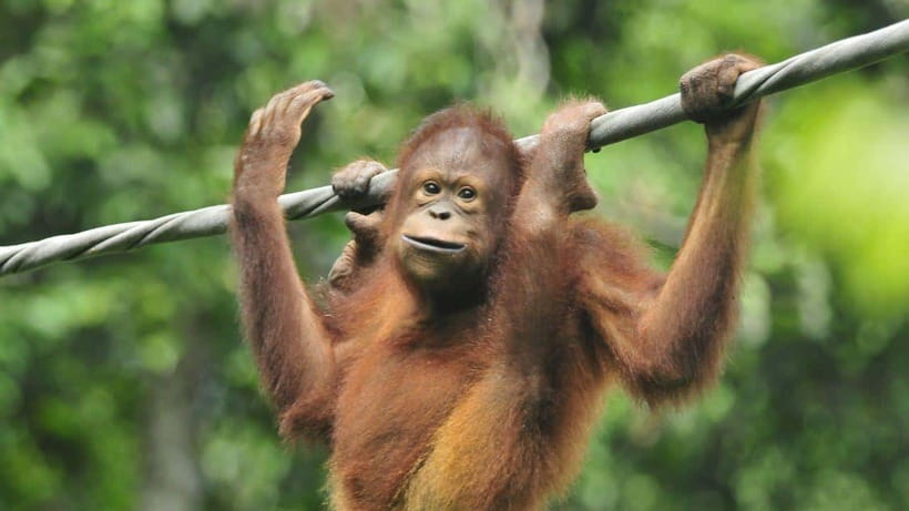 Sepilok Orangutan & Sun Bear Half-Day Tour | Sandakan - A six-hour schedule from Sandakan