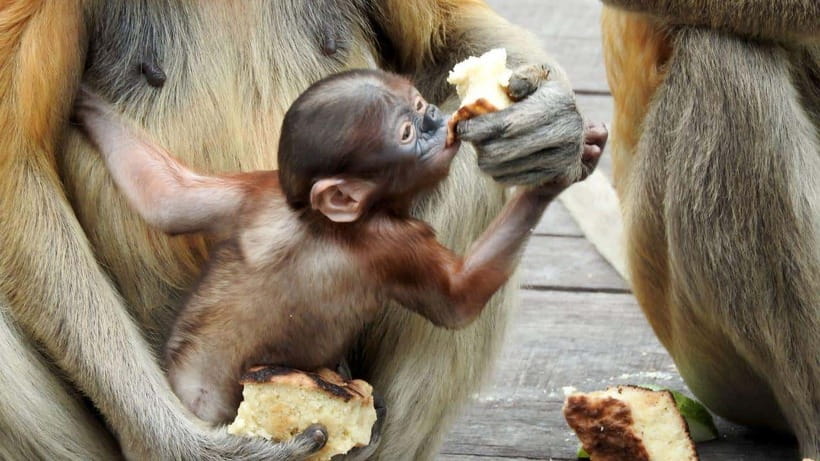 Sepilok Orangutan & Sun Bear Half-Day Tour | Sandakan - What the $169 price really covers