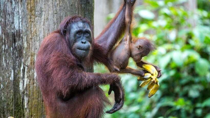 Sepilok Orangutan & Sun Bear Half-Day Tour | Sandakan - The guide and group format