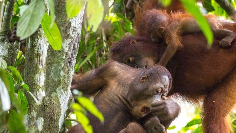Sepilok Orangutan & Sun Bear Half-Day Tour | Sandakan - What feeding time can and cannot promise