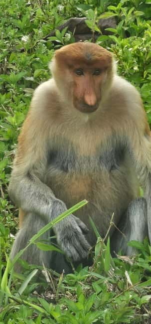 Sepilok OrangUtan, Sun Bear & Labuk Bay Full Day Trip - Key points to know before you book