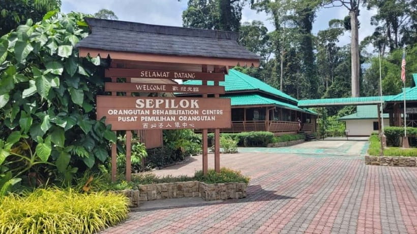 Sepilok OrangUtan, Sun Bear & Labuk Bay Full Day Trip - Sepilok’s 10:00 AM orangutan feeding