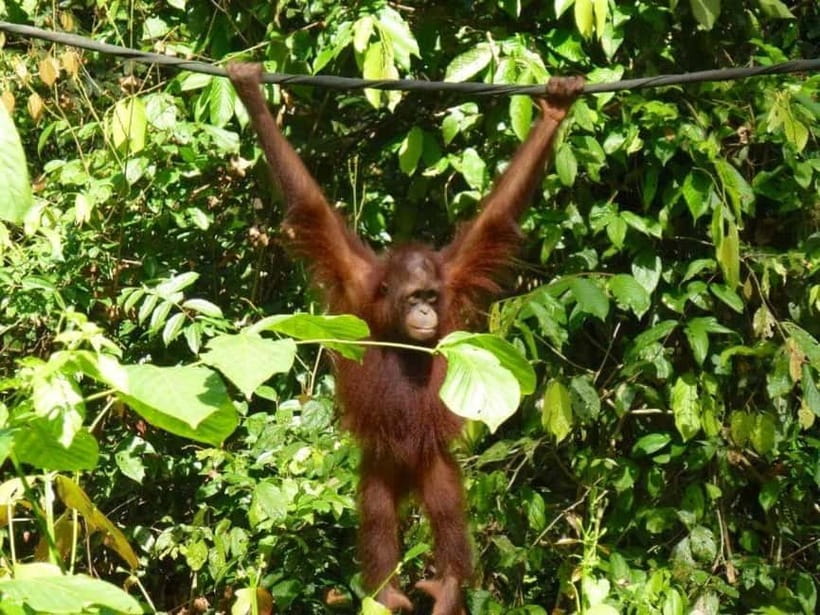 Sepilok OrangUtan, Sun Bear & Labuk Bay Full Day Trip - Starting from Sandakan or Sepilok