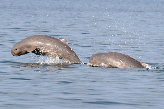 Shared Mangrove & Irrawaddy Dolphin Watching Cruise - Why the Santubong River is worth your morning