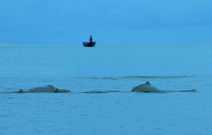 Shared Mangrove & Irrawaddy Dolphin Watching Cruise - Two hours among mangroves and river wildlife