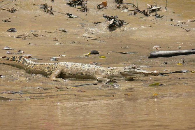 Shared Mangrove & Irrawaddy Dolphin Watching Cruise - Who will enjoy this cruise most