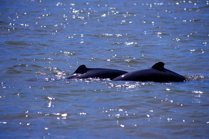 Shared Mangrove & Irrawaddy Dolphin Watching Cruise - Leaving Kuching for Kampung Santubong