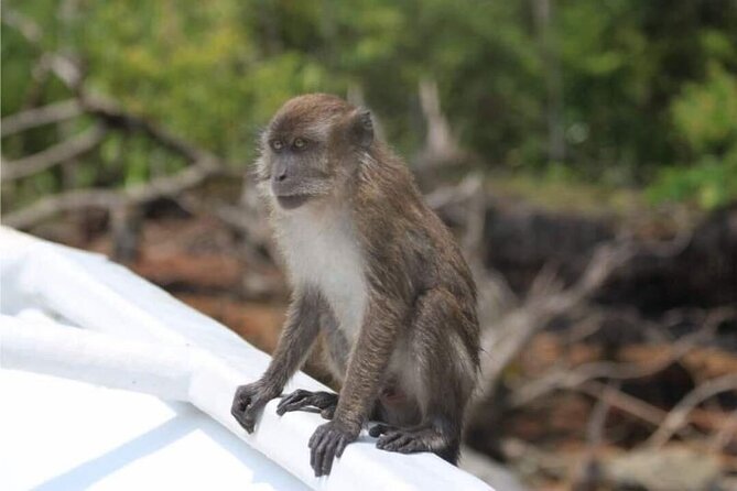 Sharing Half Day Mangrove Boat Tour With Lunch in Langkawi - Tanjung Rhu and the Andaman Sea